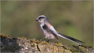 <p>MLYNAŘÍK DLOUHOOCASÝ (Aegithalos caudatus) Šluknovsko /Long-tailed-tit - Schwanzmeise/</p>
